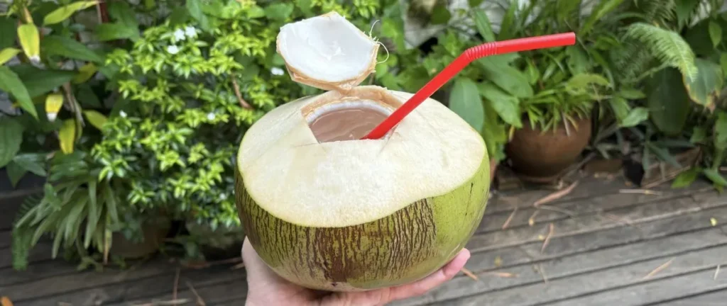 A fresh young green coconut with a straw served open on a tropical garden terrace as a refreshing drink in Isaan.